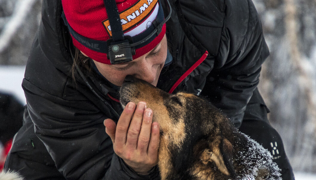 Marit Beate Kasin og lederhunden hennes Gøy har et helt spesielt forhold. Gøy skulle egentlig pensjoneres etter forrige Finnmarksløp, men er med i år likevel. Foto: André Bendixen Marit Beate Kasin og lederhunden hennes Gøy har et helt spesielt forhold. Gøy skulle egentlig pensjoneres etter forrige Finnmarksløp, men er med i år likevel. Foto: André Bendixen