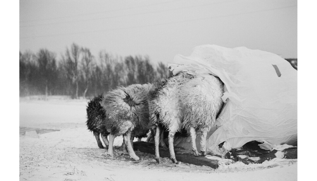 Fra boka «Tussøy». Foto: Ingun Alette Mæhlum Fra boka «Tussøy». Foto: Ingun Alette Mæhlum