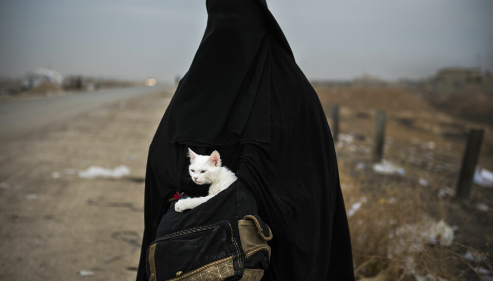 Lulu: En kvinne og hennes katt Lulu (arabisk for perle) venter på transport til en flyktningeleir I Shaqouli i Nord-Irak, for å komme seg bort fra kampene mellom IS og irakiske styrker i Mosul.