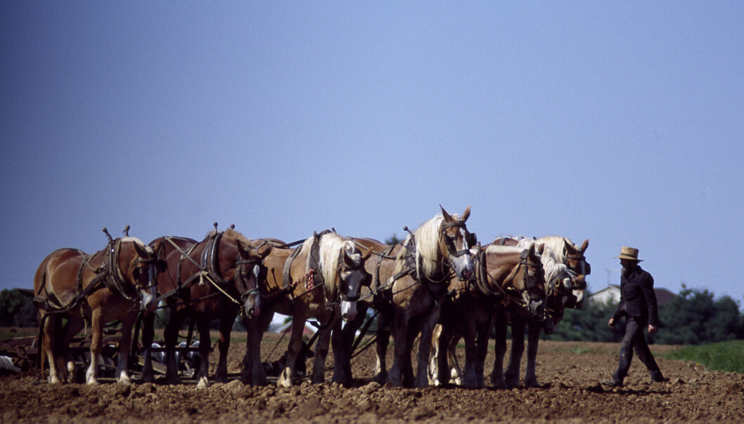 Amish-farmer og hestene hans. Lancaster, Pennsylvania 1980. Foto: The Carol M. Highsmith Archive, Library of Congress, Prints and Photographs Division. Amish-farmer og hestene hans. Lancaster, Pennsylvania 1980. Foto: The Carol M. Highsmith Archive, Library of Congress, Prints and Photographs Division.