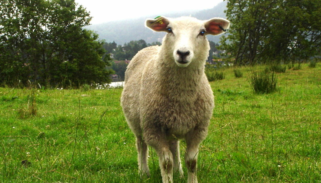 Også i år vil norske lam kunne produsere søndagsklær til familien og pinnekjøtt til slekta. Foto: Erling Kjosås, Wikimedia