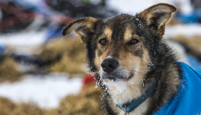 Hundene følger hele tiden med på hvor deres hundekjører er på sjekkpunktet og hva hundekjøreren gjør. Foto: André Bendixen Hundene følger hele tiden med på hvor deres hundekjører er på sjekkpunktet og hva hundekjøreren gjør. Foto: André Bendixen