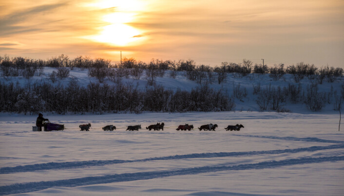 Finnmarksløpet byr på mange naturopplevelser. Å kjøre i solnedgang alene på elva er en av de. Foto: André Bendixen Finnmarksløpet byr på mange naturopplevelser. Å kjøre i solnedgang alene på elva er en av de. Foto: André Bendixen