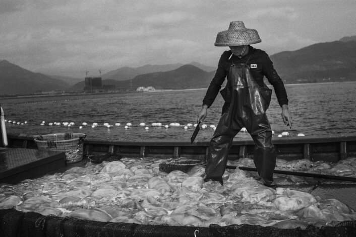 For å få hver eneste fisk ut av nettet må også manetene om bord. De kuttes opp før de blir kastet tilbake i havet. Foto: Christian Breidlid For å få hver eneste fisk ut av nettet må også manetene om bord. De kuttes opp før de blir kastet tilbake i havet. Foto: Christian Breidlid