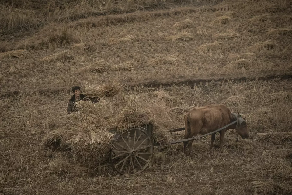 Nord-Korea er ikke spesielt godt egnet for jordbruk. Bare en femtedel er dyrkbar mark, sesongen er kort og landbruksmaskiner er mangelvare. Oksen er en viktig ressurs for bonden. Det skal hardt arbeid til for å holde den mett og frisk. Foto: Annemor Larsen