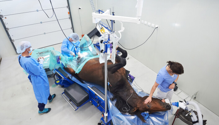 Hesten «Yolo Ferrari» i full narkose på operasjonsbordet hos Steinkjer Veterinærsenter. – Jeg var opptatt av å få med hånda til dyrepleieren som kjenner på pulsen. Den viser en slags omtanke, sier Nesgård. Bildet tok 2. pris i kategorien Dagligliv i Norge i Årets bilde 2016. Hesten «Yolo Ferrari» i full narkose på operasjonsbordet hos Steinkjer Veterinærsenter. – Jeg var opptatt av å få med hånda til dyrepleieren som kjenner på pulsen. Den viser en slags omtanke, sier Nesgård. Bildet tok 2. pris i kategorien Dagligliv i Norge i Årets bilde 2016.