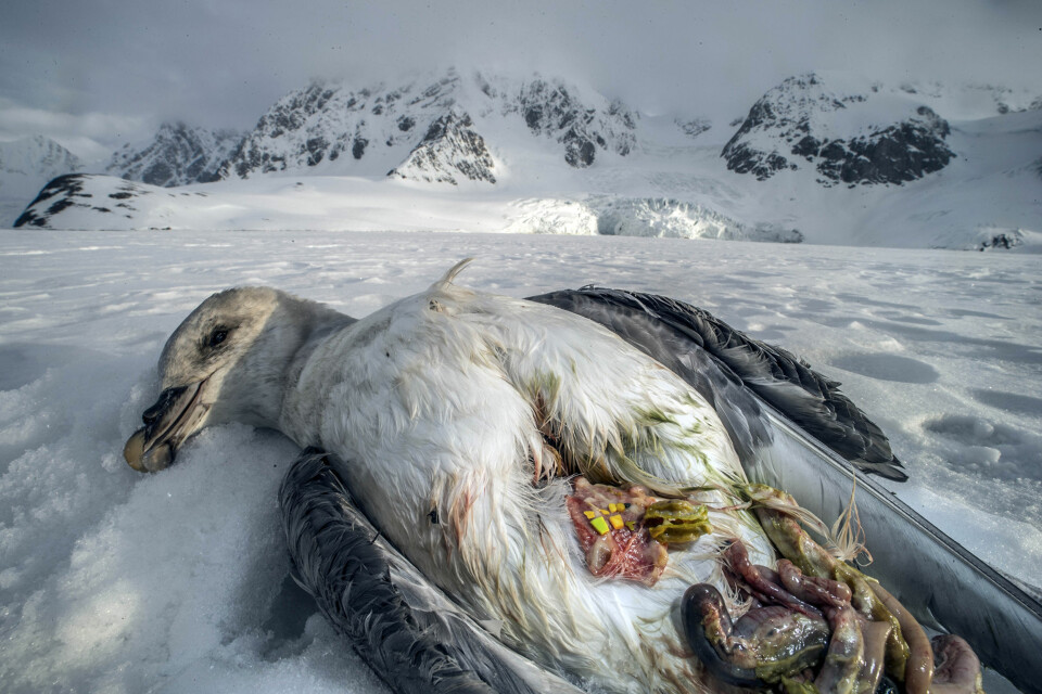 På ekspedisjon i Sør-Spidsbergen kom naturfotografen over en død havhest med plastikk i magen. Foto: Audun Rikardsen
