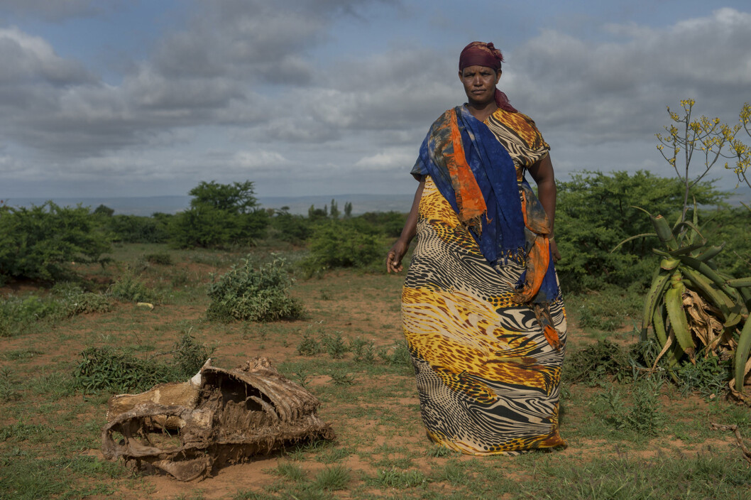 Den grønne tørken. Zeynab Dayib mistet mange dyr i tørken i 2016 i landsbyen Gerbile, i Fafan zone i Somali region, Etiopia. Foto: Håvard Bjelland, Kirkens Nødhjelp Den grønne tørken. Zeynab Dayib mistet mange dyr i tørken i 2016 i landsbyen Gerbile, i Fafan zone i Somali region, Etiopia. Foto: Håvard Bjelland, Kirkens Nødhjelp