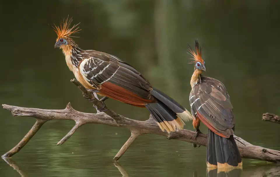 «Bildet viser to hoatzin-fugler i Amazonas i Peru. Jeg tror bildet er så populært fordi fuglene er svært eksotiske, og de har reist hodefjærene så man får assosiasjoner til Mohawk-indianere. Bakgrunnen er ren og komposisjonen tydelig». Foto: Morten Ross
