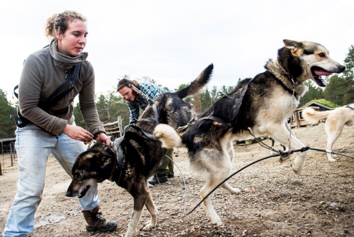 Reportasje om det internasjonale miljøet på Engholm Husky i Karasjok. Foto: Frøydis Falch Urbye Reportasje om det internasjonale miljøet på Engholm Husky i Karasjok. Foto: Frøydis Falch Urbye