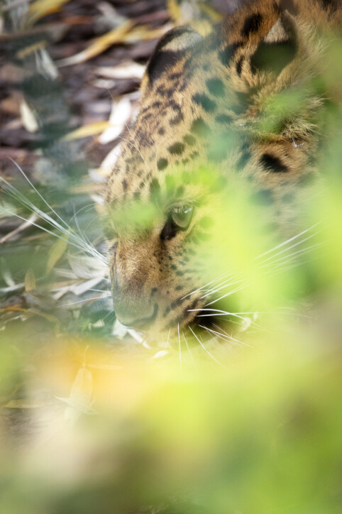 Amur-leoparden var ikke så glad for besøk av Jægtvik. Amur-leoparden var ikke så glad for besøk av Jægtvik.