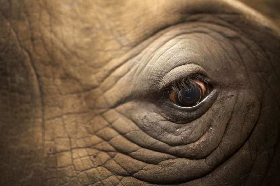Jægtvik ville ta umiddelbare bilder som treffer en i magen, her av et av neshornene i København Zoo. Alle foto: Therese Jægtvik Jægtvik ville ta umiddelbare bilder som treffer en i magen, her av et av neshornene i København Zoo. Alle foto: Therese Jægtvik
