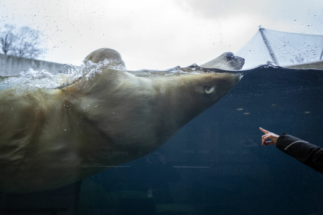 Isbjørn-hannen svømte runde på runde i bassenget.