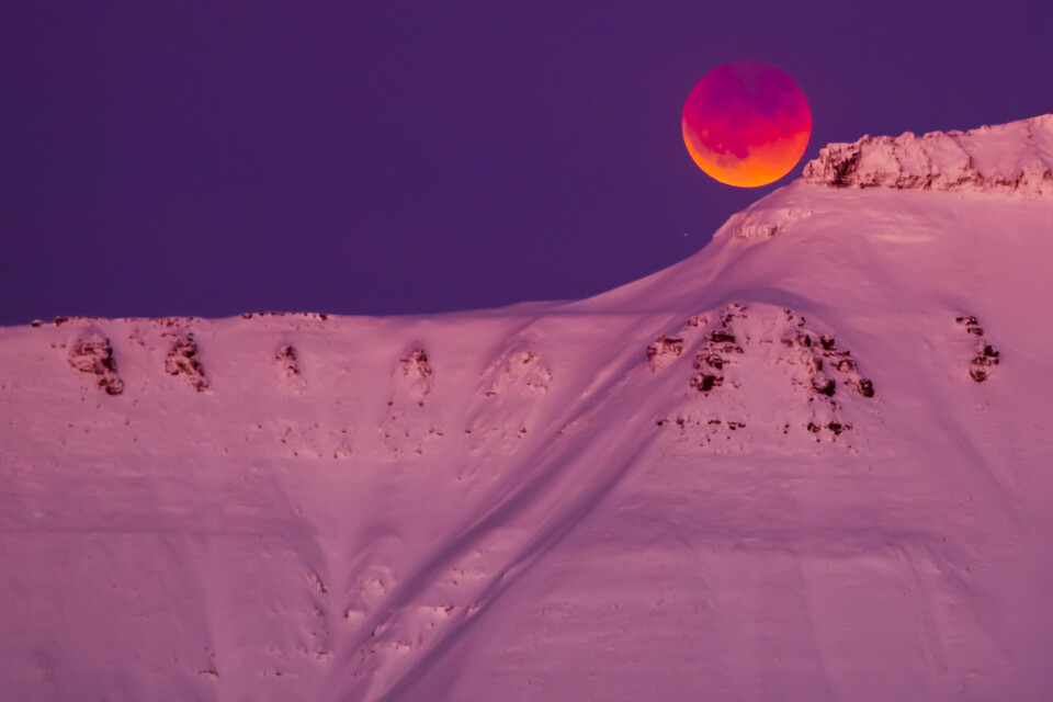 31. januar: Supermåne og total måneformørkelse sett fra Svalbard. Den oppstår når sola, jorda og månen er på linje i verdensrommet, og månen ligger helt i skyggen fra Jorda. Når supermåne og total måneformørkelse forekommer samtidig kalles fenomenet litt uhøytidelig for supermåneformørkelse. Foto: Heiko Junge / NTB scanpix