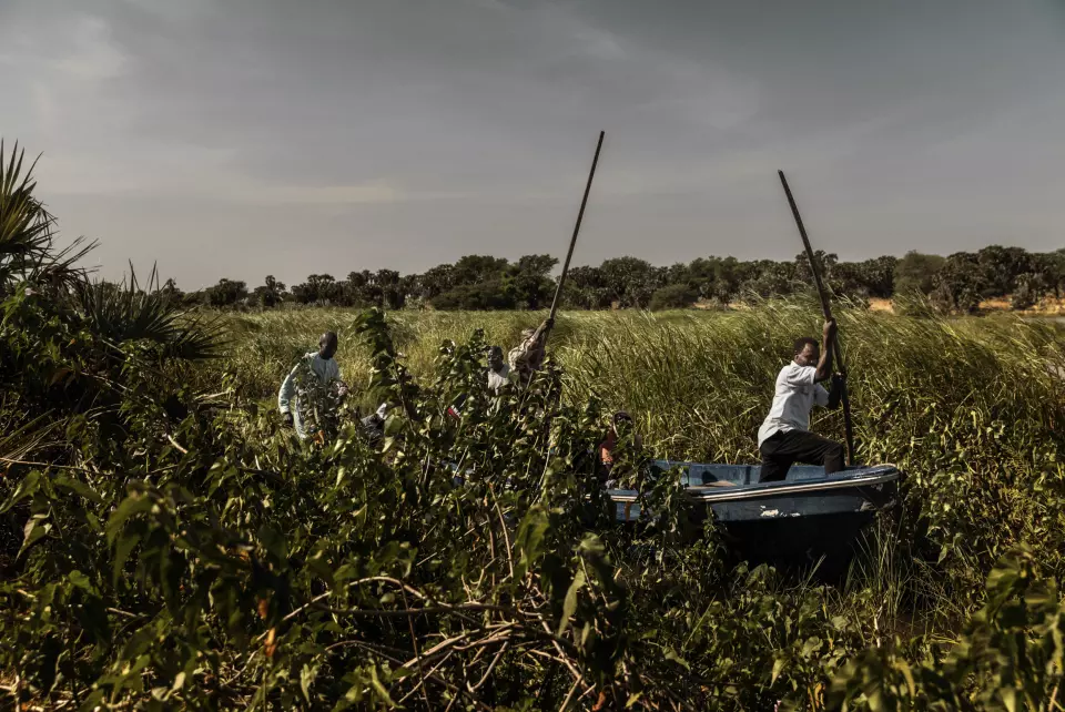 Menn staker en båt gjennom myra på kanten av Chad-sjøen, i Chad-bassenget. Foto: Marco Gualazzini / Contrasto