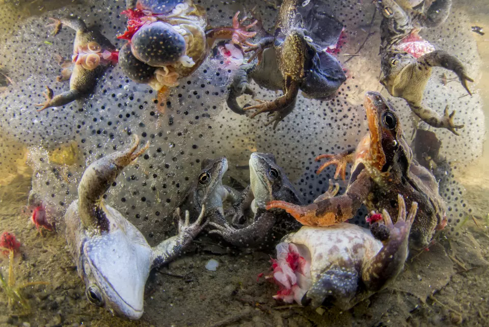 Frosker med beinene avskåret og omgitt av froskeegg i overflaten, etter å ha blitt kastet tilbake i vannet i Covasna, Østkarpaterne, Romania, i april 2018. Foto: Bence Máté