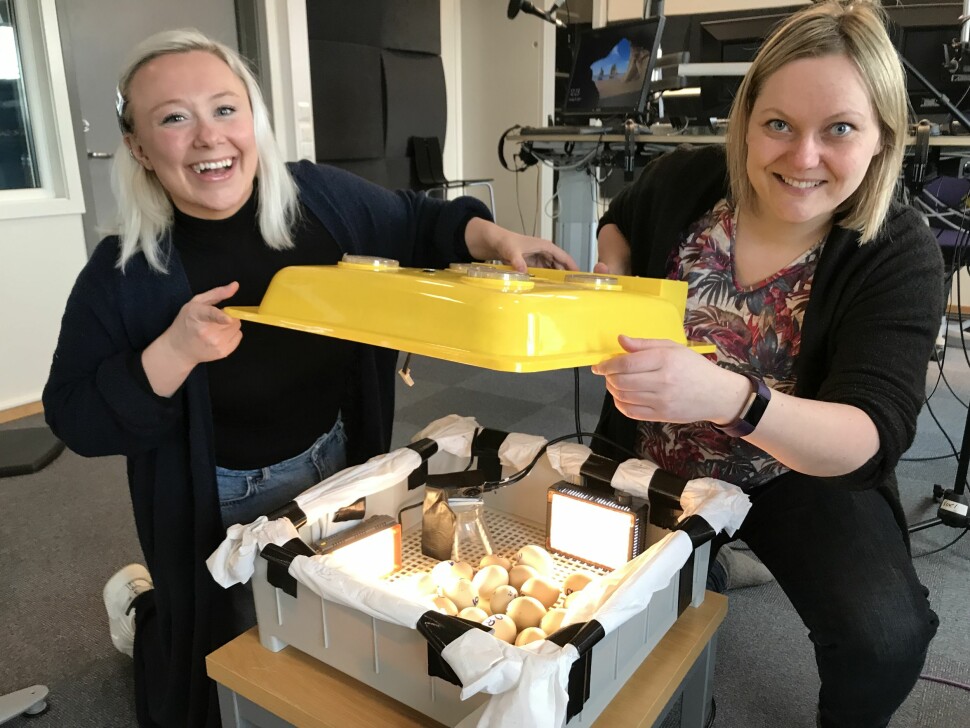 Anniken Pedersen (t.v.) og Wibeke Bruland i NRK Finnmark følger nøye med på de 32 klekkeklare eggene. Det gjør mange seere også, via Facebook. Foto: NRK