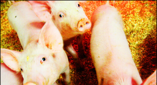 Dokumentar med skjulte opptak fra svinenæringen på gang