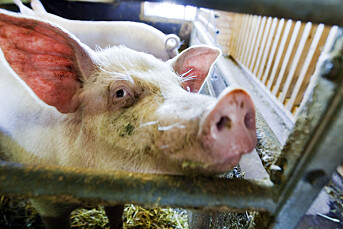 Mistet ikke matlysten av NRKs grisedokumentar