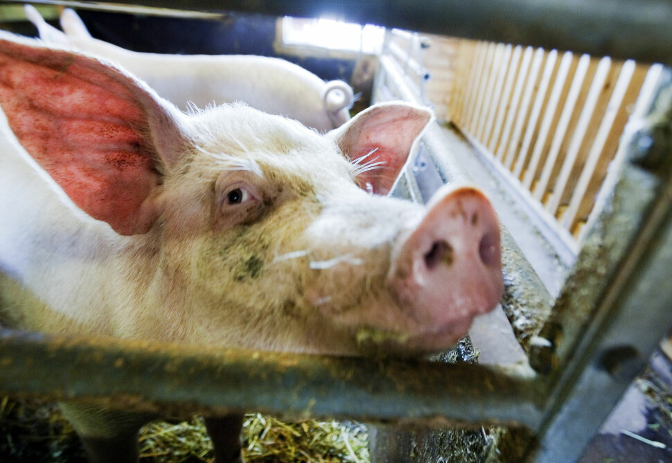 En dokumentar om svineprodusenter som sendes på NRK onsdag kveld har skapt reaksjoner. Illustrasjonsfoto: Gorm Kallestad / NTB scanpix