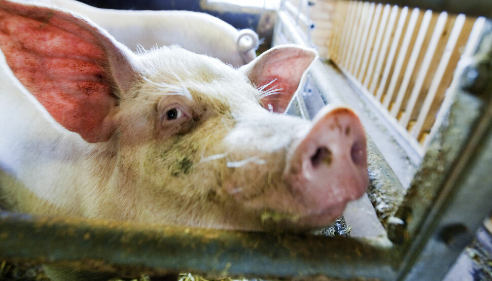 Så langt ser det ikke ut at NRK Brennpunkt-dokumentaren har hatt påvirkning på salget av svinekjøtt, skriver Nationen.

 Illustrasjonsfoto: Gorm Kallestad / NTB scanpix