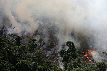 Kjendiser deler og liker gamle bilder av Amazonas-branner