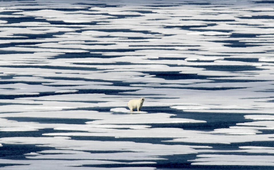 En isbjørn var før et opplagt bildevalg til The Guardians klimasaker, men det er for fjernt og abstrakt, skriver avisas bilderedaktør. Foto: David Goldman / AP / NTB scanpix