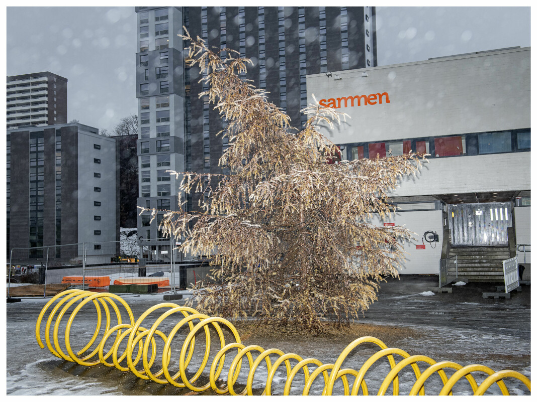 04.12.2019
Knall julefeeling på Fantoft studentby i Bergen i år. Ikke mye som slår en flott gran pyntet med lys. Santa Skodvin fryder seg og får minner tilbake til 1986 og den første julen etter Tsjernobyl, skriver fotografen om dette bildet.