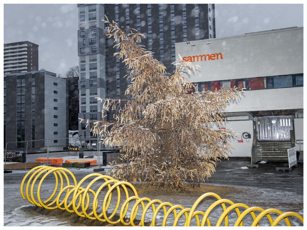 04.12.2019
Knall julefeeling på Fantoft studentby i Bergen i år. Ikke mye som slår en flott gran pyntet med lys. Santa Skodvin fryder seg og får minner tilbake til 1986 og den første julen etter Tsjernobyl, skriver fotografen om dette bildet. 04.12.2019
Knall julefeeling på Fantoft studentby i Bergen i år. Ikke mye som slår en flott gran pyntet med lys. Santa Skodvin fryder seg og får minner tilbake til 1986 og den første julen etter Tsjernobyl, skriver fotografen om dette bildet.