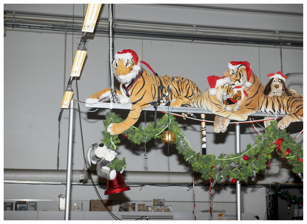 05.12.2019
Klassisk julescene. Hund og tiger. Midtun, Bergen.