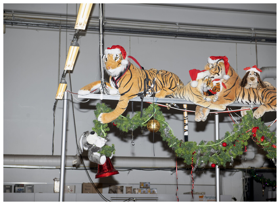 05.12.2019
Klassisk julescene. Hund og tiger. Midtun, Bergen. 05.12.2019
Klassisk julescene. Hund og tiger. Midtun, Bergen.