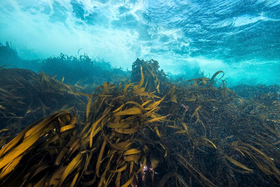 Havforskningsinstituttet (HI) søker en kommunikasjonsrådgiver