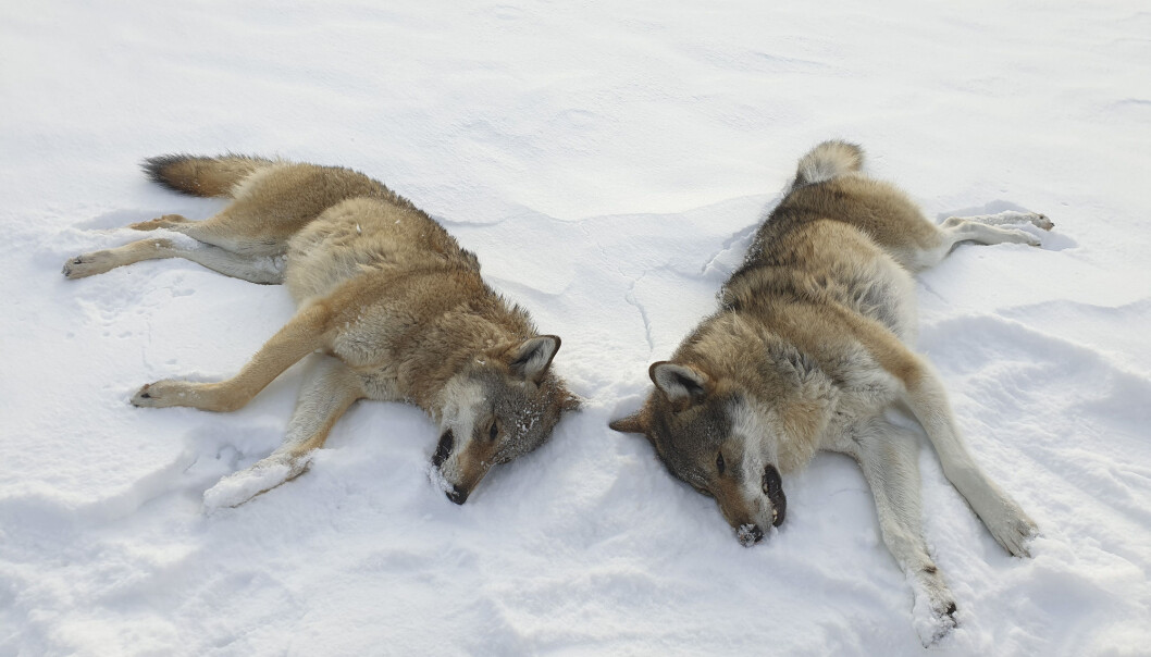 Navnelister på søkende til lisens- og kvotejakt ble gitt ut etter en innsynsbegjæring fra Smaalenenes avis. Her to ulver felt fra helikopter av Statens naturoppsyn i Rendalen i november i fjor.
Foto: Statens Naturoppsyn / NTB scanpix Navnelister på søkende til lisens- og kvotejakt ble gitt ut etter en innsynsbegjæring fra Smaalenenes avis. Her to ulver felt fra helikopter av Statens naturoppsyn i Rendalen i november i fjor.
Foto: Statens Naturoppsyn / NTB scanpix