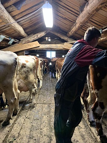 Når han ikke er opptatt med ungdomsskolen eller skriver saker for lokalavisen, hjelper Frengstad foreldrene med gårdsarbeid på Kvikne. Her er han i fjøsen med kyrne. Når han ikke er opptatt med ungdomsskolen eller skriver saker for lokalavisen, hjelper Frengstad foreldrene med gårdsarbeid på Kvikne. Her er han i fjøsen med kyrne.