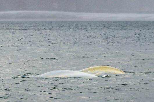 Fotografen så en hel flokk med hvithvaler da han gikk tur langs kysten. – Mens jeg tok bilder av hvalene kom også polarrever løpende forbi. Det var et stort øyeblikk, sier Engmo