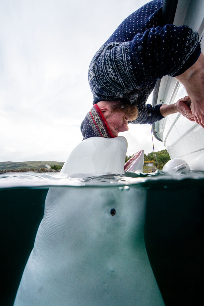 Fiskeren Joar Hesten og Hvaldimir. Hvaldimir hadde på seg seletøy da Hesten hoppet i vannet for å befri den. Russiske myndigheter mener hvalen har blitt brukt i terapi. Fiskeren Joar Hesten og Hvaldimir. Hvaldimir hadde på seg seletøy da Hesten hoppet i vannet for å befri den. Russiske myndigheter mener hvalen har blitt brukt i terapi.