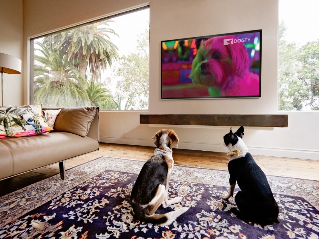 DOGTV skal kunne bidra til avslapning og stimulering for hunder som er alene hjemme. DOGTV skal kunne bidra til avslapning og stimulering for hunder som er alene hjemme.
