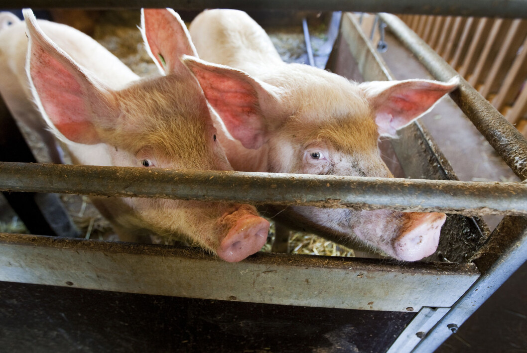 24 svineprodusenter har anmeldt ukjente aktivister som skal ha tatt seg inn på flere gårder de siste to årene. 24 svineprodusenter har anmeldt ukjente aktivister som skal ha tatt seg inn på flere gårder de siste to årene.