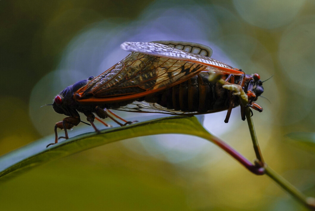 Tusenvis av disse insektene stanset pressekorpset som skal følge Joe Biden til Europa. Tusenvis av disse insektene stanset pressekorpset som skal følge Joe Biden til Europa.