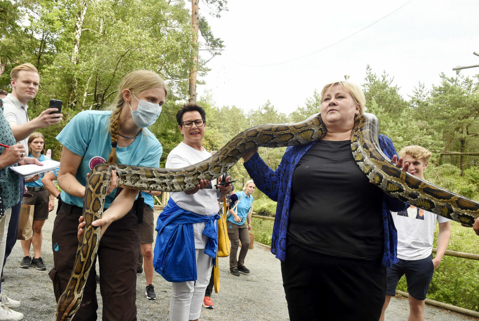 Statsminister Erna Solberg (H) hilser på en slange i Kristiansand Dyrepark sammen med dyrepasser Hildegunn Johannesen.