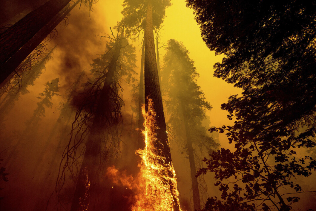 Bilde fra Sequoia National Forest i California i september. Klimaendringene gjør verdens skoger mer utsatt for skogbrann. Bilde fra Sequoia National Forest i California i september. Klimaendringene gjør verdens skoger mer utsatt for skogbrann.