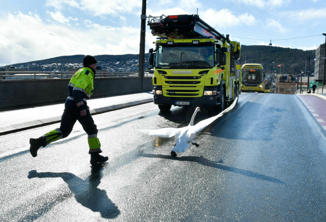 Skadet svane på tur på Bybrua i Drammen skapte trøbbel for trafikken.