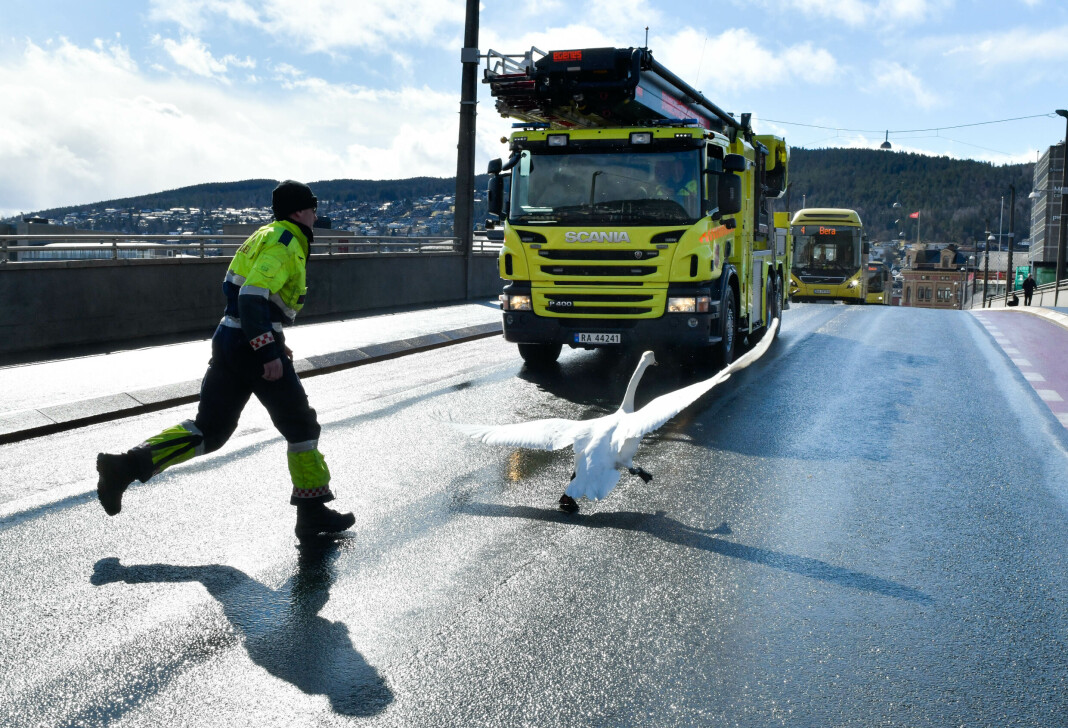 Skadet svane på tur på Bybrua i Drammen skapte trøbbel for trafikken. Skadet svane på tur på Bybrua i Drammen skapte trøbbel for trafikken.