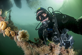 Frilansfotograf er lei: Undervannsbilder havner på ville veier i Schibsted