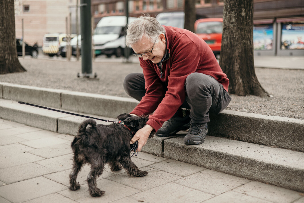 En dvergschnauzer går forbi og Hans O. Torgersen setter seg ned for å slå av en prat med den lille hunden. – Min dvergschnauzer holdt meg våken i natt, sier han til hundeeieren. En dvergschnauzer går forbi og Hans O. Torgersen setter seg ned for å slå av en prat med den lille hunden. – Min dvergschnauzer holdt meg våken i natt, sier han til hundeeieren.