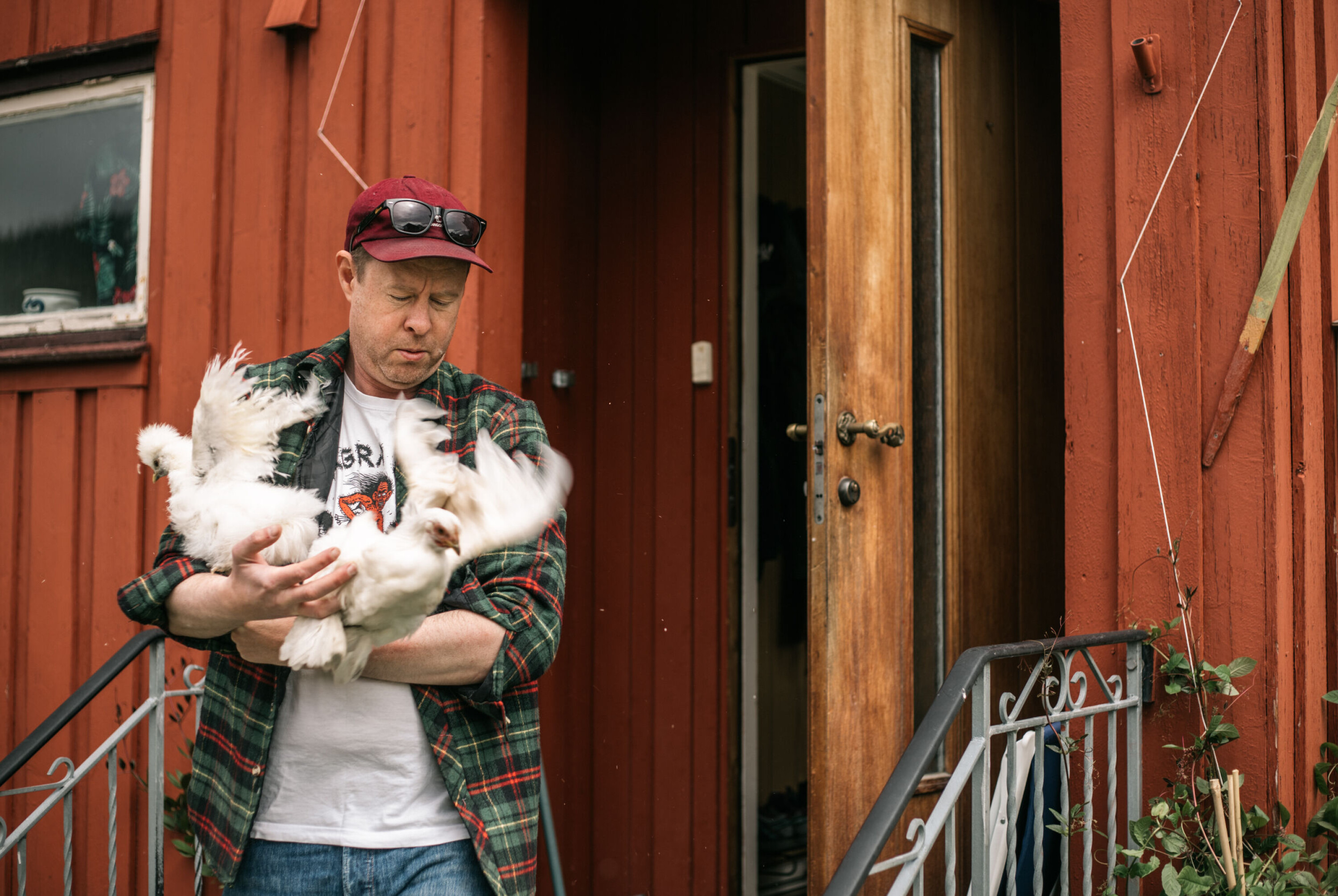 Jonas Skybakmoen lufter kyllingene på tunet i Meldal. Jonas Skybakmoen lufter kyllingene på tunet i Meldal.