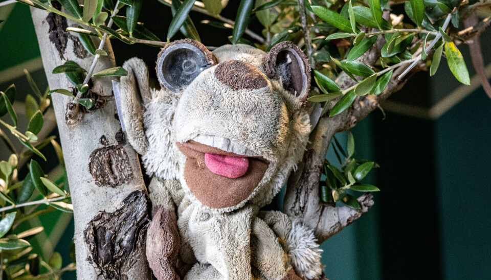 En bamse med utblåste øyner fra de syriske ruinene. En bamse med utblåste øyner fra de syriske ruinene.