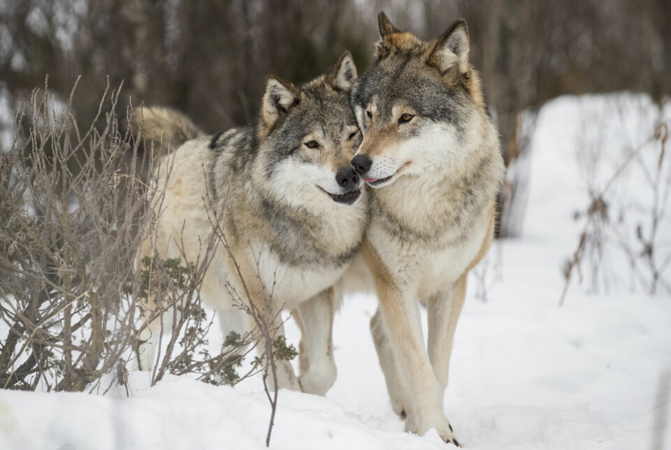 To hannulver på Langedrag Naturpark, like sør for Tunhovd i Nore og Uvdal kommune, Viken.