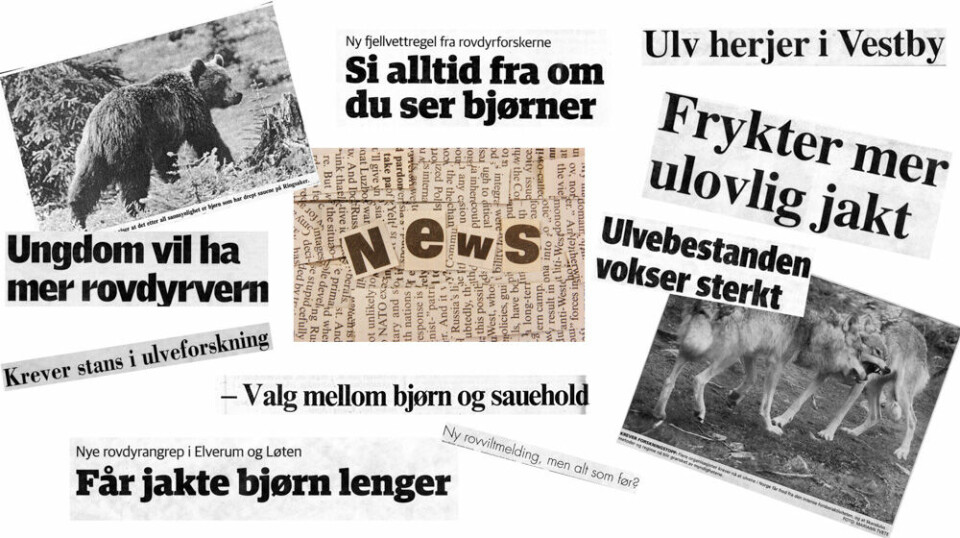 Kollasj av avistitler fra artikkelen til Vilde Sponberg fra Engerdal, en region i Norge der konflikten rundt rovdyr til tider både er heftig og levende.