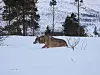 Etter noen dagers sporing foregikk merkingen av den genetisk verdifulle ulven 18. desember etter planen. Her er ulven fortsatt ganske omtåket under oppvåkning under oppsyn. Foto: Statens naturoppsyn/Miljødirektoratet. Kan brukes fritt ved omtale av denne saken. Ved bruk av dette bildet må det opplyses at det er en ulv under oppvåkning etter bedøving.